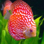 San Merah Discus Fish For Sale AzGardens 5 Star Quality