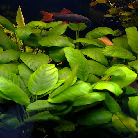 #1 Anubias Aquarium Rare Plant Special Asst 10-pack