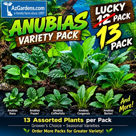 #1 Anubias Assorted Variety Lucky 13 pack