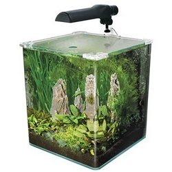 Discus Aquarium Plant Habitat | Arizona Aquatic Gardens