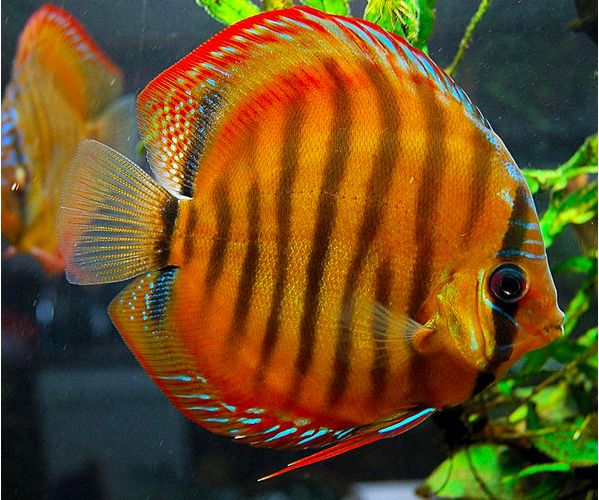 Alenquer Red Discus Fish