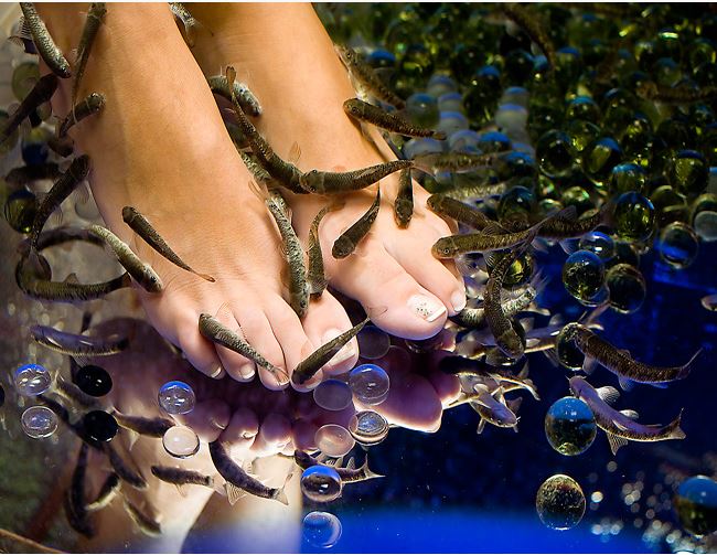 Dr Fish Spa - From $40.50