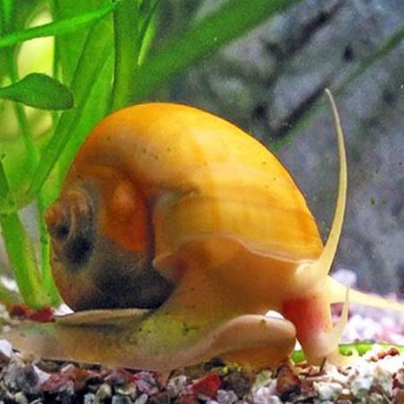 Algae Eating Honey Gem Bush Grazer Snail