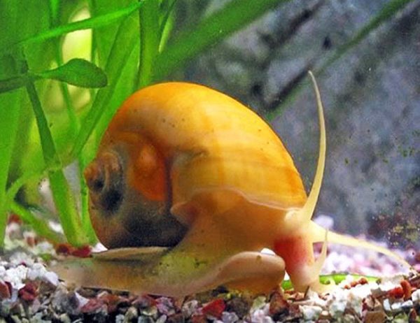 Algae Eating Honey Gem Bush Grazer Snail