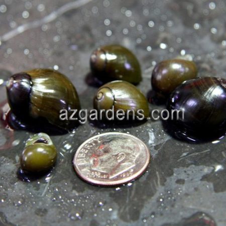 Algae Eating Olive Nerite Snail