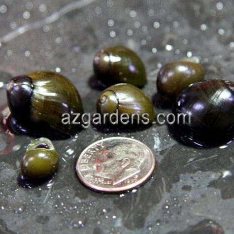 Algae Eating Olive Nerite Snail SUPER SIZE