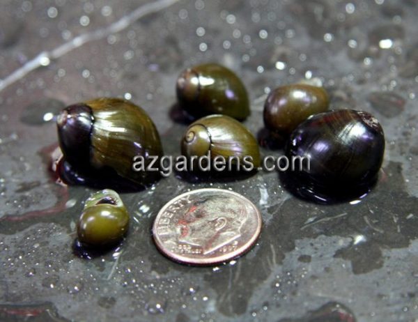 Algae Eating Olive Nerite Snail SUPER SIZE
