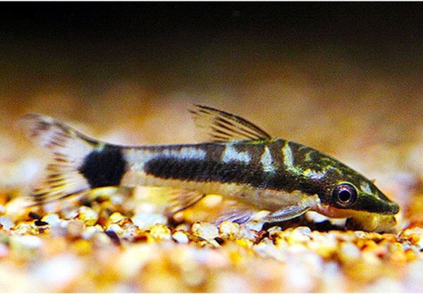 Algae Eating Otocinclus Freshwater Tank Fish