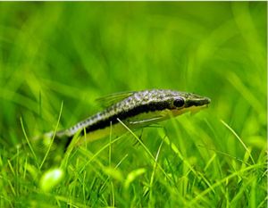 Algae Eating Otocinclus Freshwater Tank Fish