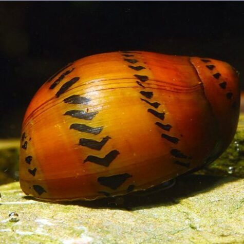 Substrate Burrower Snail - Orange Rabbit Snail | Arizona Aquatic Gardens