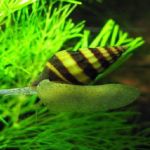 Pond Snails, Algae Eating Snails, Japanese Trap Door Snails And Other ...