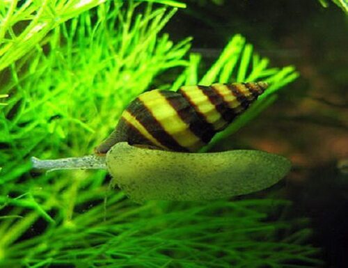 Assassin Snail