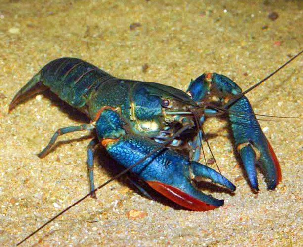 blue lobster aquarium