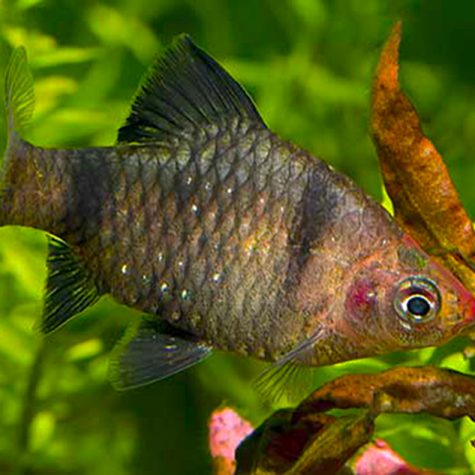 Barb Fish - Black Ruby Barb Tropical Fish
