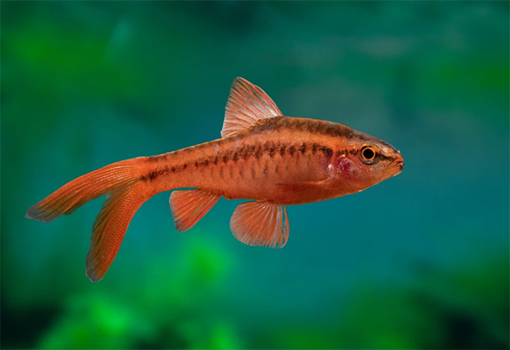 Barb Fish - Cherry Barb Variety Packs - Image 3
