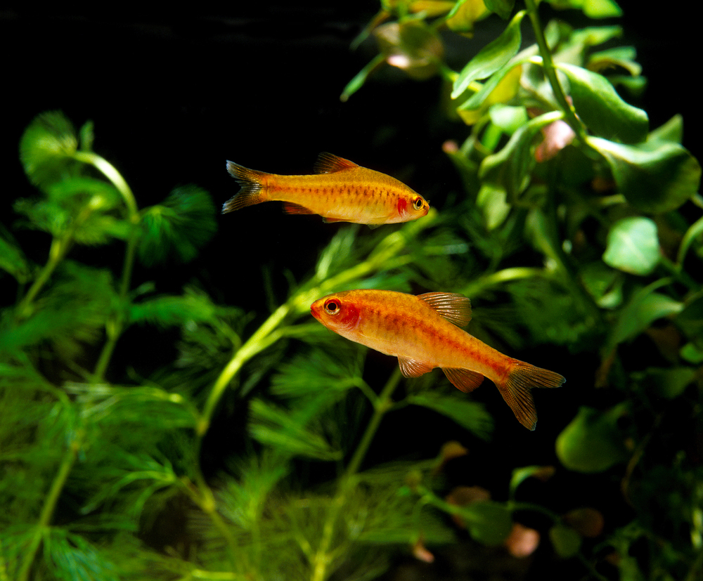 Barb Fish - Cherry Barb Variety Packs - Image 4