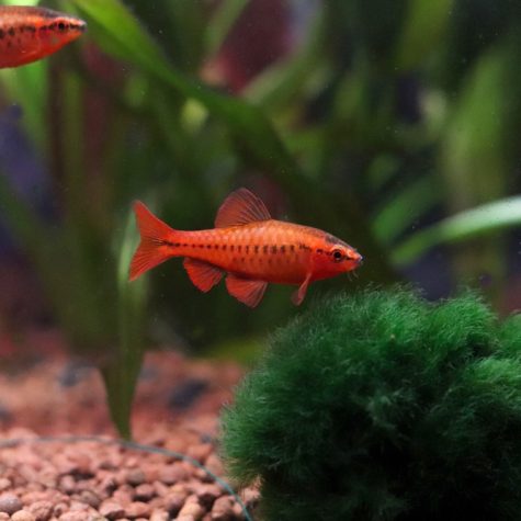 Barb Fish - Cherry Barb Tropical Fish