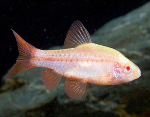 Albino Cherry Barb Tropical Fish