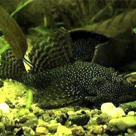 Black Bushynose Pleco Algae Fish L-144