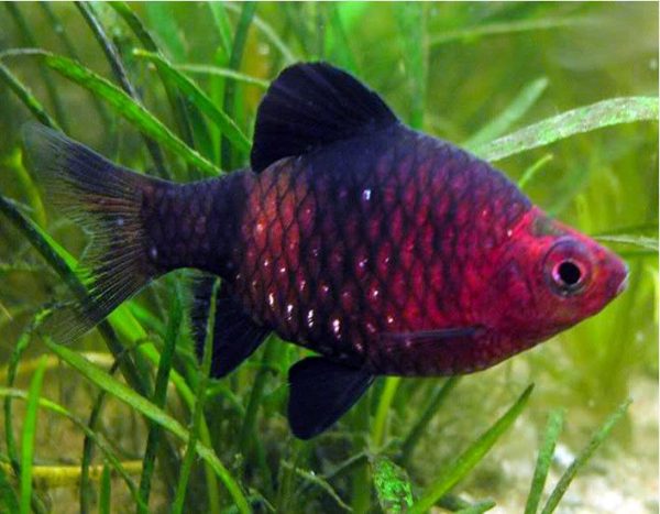 Black Ruby Barb Tropical Fish