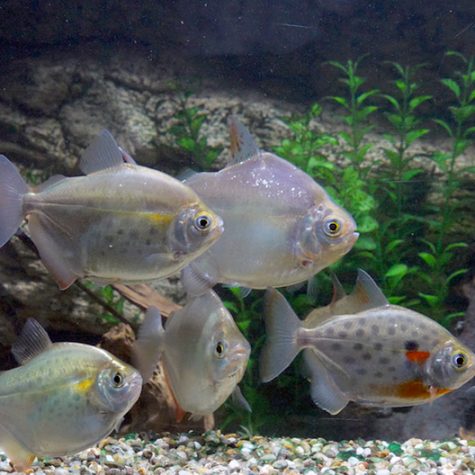 Serrasalmidae - Silver Dollar Aquarium Fish