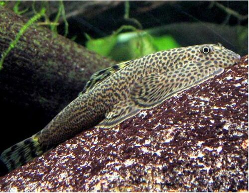 Butterfly Hillstream Loach Algae Eater