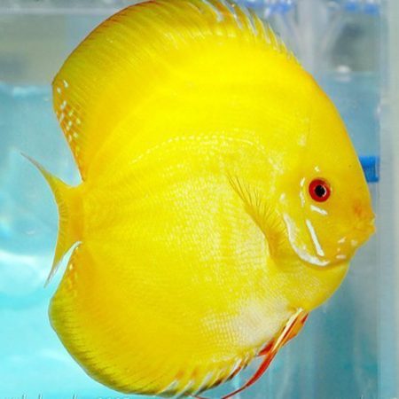 Canary Yellow Discus