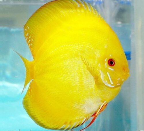 Canary Yellow Discus