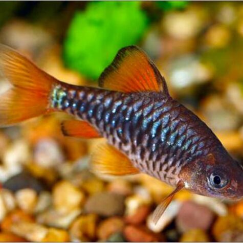 Spanner T-Barb Tropical Fish | Arizona Aquatic Gardens