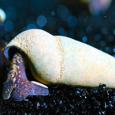 Chocolate Rabbit Snail, Freshwater Aquatic Snails