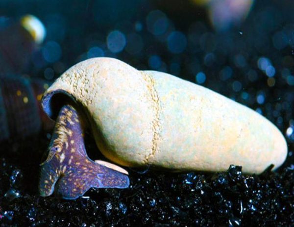 Chocolate Rabbit Snail, Freshwater Aquatic Snails