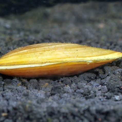 Clams - Giant Asian Golden Freshwater Mussel Filter Feeder