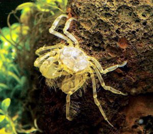 Mini Algae Eating Thai Micro Spider Crab | Arizona Aquatic Gardens