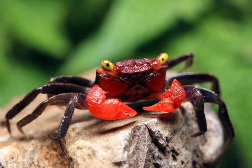 thai red crab