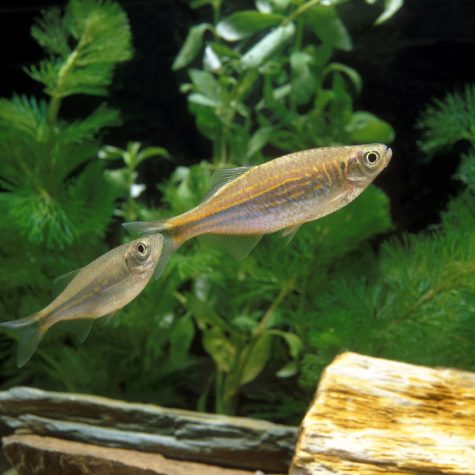Danio - Malabar Danio