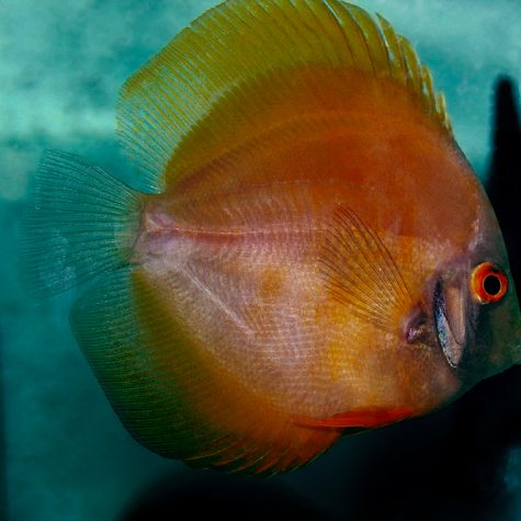 Discus - Yellow Ghost Discus Fish