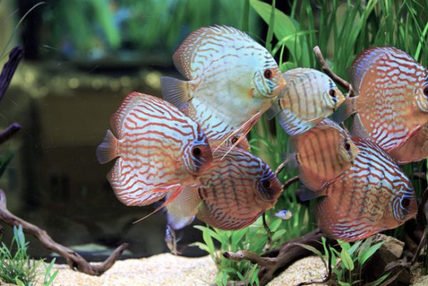 Singapore Assorted Mixed Fancy Colors Discus for sale AzGardens