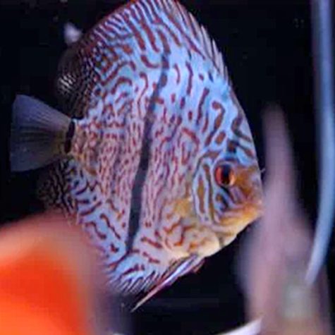 Discus - Heckel Vietnam Discus Fish