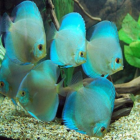 Discus - Blue Diamond Discus Fish