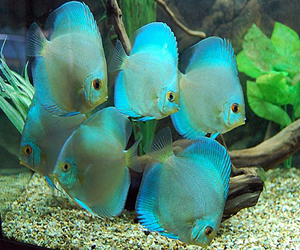 Discus - Blue Diamond Discus Fish