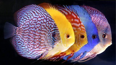 Quality Discus Fish for Sale Shipped to 