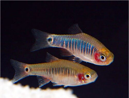 Emerald Dwarf Rasbora