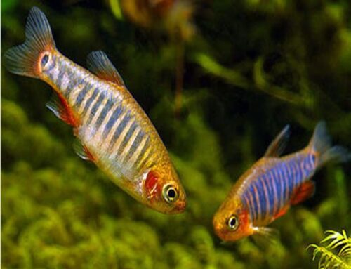 Emerald Dwarf Rasbora