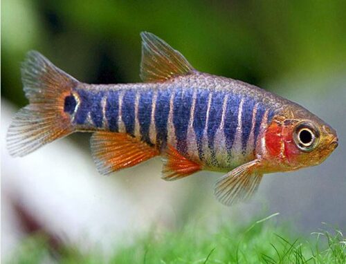 Emerald Dwarf Rasbora