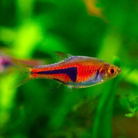 Galaxy Rasbora | Arizona Aquatic Gardens