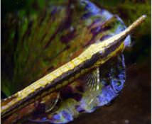 Catfish - Farlowella Whiptail Catfish for sale| AzGardens.com