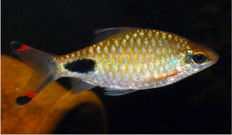 barb-fish-filament-barb-tropical-fish-arizona-aquatic-gardens