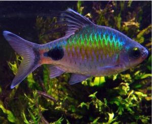 Barb Fish - Filament Barb Tropical Fish - Arizona Aquatic Gardens