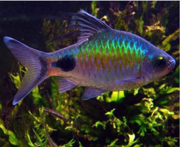 Filament Barb Tropical Fish