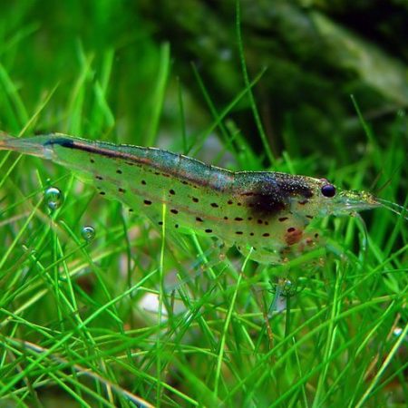 Freshwater Amano Shrimp